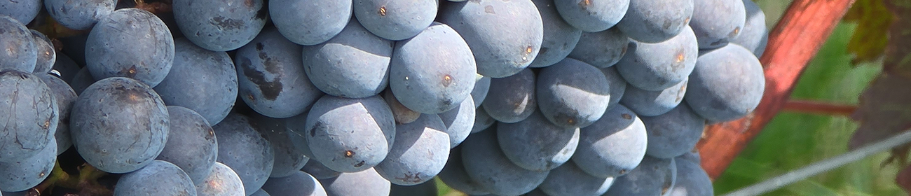 Image de vignoble. 